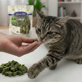 Grau-getigerte Katze schnuppert an einem grünen Würfel-Leckerli aus einer Hand; ein Haufen grüner Leckerlis und eine Tüte mit der Aufschrift „Lyra Pet“ sind sichtbar