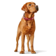 Ein goldbrauner Hund steht aufrecht, trägt ein rotes Halsband mit einem weißen Stern und schaut aufmerksam zur Seite vor einem weißen Hintergrund.