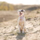 Glücklicher weißer Hund mit braunem Augenfleck, trägt ein lavendelfarbenes Geschirr und eine gelbe Herzmarke, sitzt am Sandstrand.