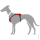 Illustration eines grauen Hundes, der ein rotes Geschirr trägt, das das Design und die Passform des Geschirrs zeigt.