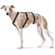 Ein schlanker, gestromter Hund mit einem schwarzen Geschirr, der im Profil vor einem weißen Hintergrund steht.