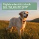 Ein Golden Retriever auf einem grasbewachsenen Feld bei Sonnenuntergang, mit dem Text: "Natürliche Unterstützung für Ihr Haustier jeden Tag."