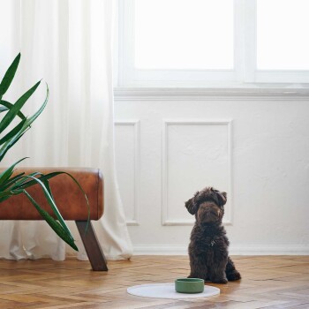 Ein kleiner brauner Hund sitzt auf einem Holzboden neben einer grünen Futterschüssel auf einer weißen Matte, mit einer Pflanze und einer Ledercouch im Hintergrund.