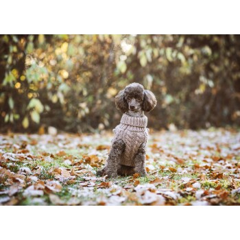 Ein kleiner Hund mit lockigem Fell, der einen gemütlichen beigen Strickpullover trägt, sitzt auf einem Bett aus gefallenen Blättern und schaut von der Kamera weg.