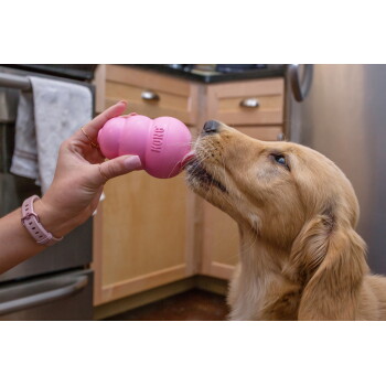 Golden retriever wąchający różową zabawkę KONG trzymaną w dłoni — napis 'KONG' widoczny, w tle szafki kuchenne.