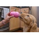 Golden retriever wąchający różową zabawkę KONG trzymaną w dłoni — napis 'KONG' widoczny, w tle szafki kuchenne.
