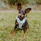 Ein kleiner Hund mit einem glänzenden schwarz-braunen Fell sitzt auf grünem Gras und trägt ein hellblaues Geschirr mit dekorativen Mustern.