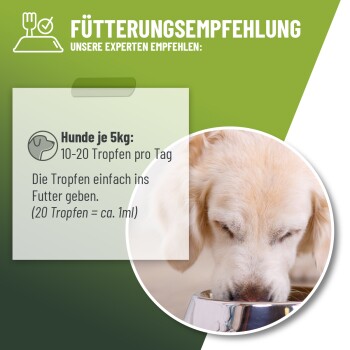 Ein Golden Retriever frisst aus einer Metallschüssel vor einem grünen Hintergrund mit deutschen Fütterungshinweisen.