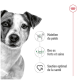 Image du cou et de l'oreille d'un chien avec un texte mettant en avant les avantages : "Maintien du poids," "Des os forts et sains," et "Soutien optimal de la santé."