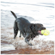 Schwarzer Labrador, der durch flaches Wasser läuft, spritzt und einen großen gelben Tennisball im Maul hält.