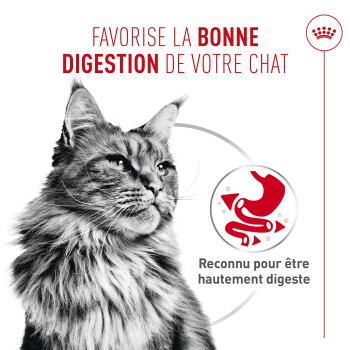 Chat à poils longs avec une icône d'estomac rouge et le titre en français « FAVORISE LA BONNE DIGESTION DE VOTRE CHAT » ainsi qu'une affirmation sur la digestibilité.