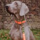Ein stilvoller grauer Weimaraner-Hund trägt ein lebhaft orangefarbenes Halsband mit einem grünen Riemen und einer goldenen Schnalle, steht vor einer Ziegelmauer.