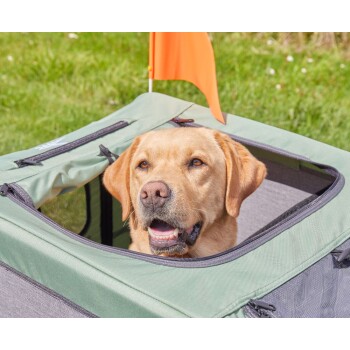 Gelber Labrador steckt Kopf aus grünem, weichwandigem Transportkäfig mit oranger Fahne im Gras