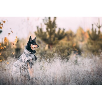 Ein schwarz-brauner Hund, der eine Camouflagejacke trägt, sitzt in einem grasbewachsenen Feld mit Bäumen im Hintergrund und schaut in die Ferne.