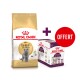 Sac de nourriture pour chat Royal Canin Adult British Shorthair avec une offre promotionnelle pour un pack sensoriel Royal Canin gratuit, avec un chat gris.