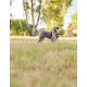 Grauer Schnauzer mit Geschirr steht im sonnenbeschienenen Gras eines Parks, Zunge draußen, im Hintergrund Bäume.