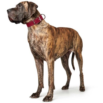Ein großer gestromter Hund steht stolz da und trägt ein dickes burgunderfarbenes Halsband mit einer silbernen Schnalle, vor einem weißen Hintergrund.