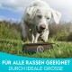 Ein weißer Hund steht auf Gras neben einer braunen Haustierprodukt-Tasche, mit Text auf Deutsch, der besagt: "Für alle Rassen geeignet durch ideale Größe."