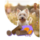 Glücklicher weißer Hund auf einem Feld mit Kurkuma-Wurzel und Haustier-Ergänzungspellets auf lila Hintergrund.