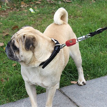 Ein Mops, der ein schwarzes Geschirr trägt, steht auf einem Bürgersteig und schaut zur Seite, mit einer roten Leine befestigt. Im Hintergrund ist grünes Gras.