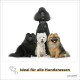 Drei Hunde stehen zusammen: ein großer schwarzer Pudel, ein flauschiger schwarzer Hund und ein kleiner braun-schwarzer Hund. Text darunter sagt "Ideal für alle Hunderassen."
