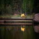 Ein Hund in einem gelben Regenmantel steht auf einer Holzbrücke über einem ruhigen See, umgeben von üppigem Grün und Spiegelungen im Wasser.