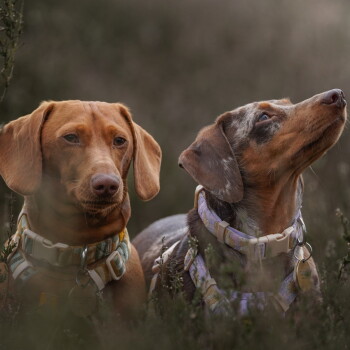 Zwei Dackel im Heidekraut mit gemusterten Halsbändern und Geschirren; der gescheckte Hund rechts schaut nach oben, der hellbraune Hund links ist teilweise verdeckt.