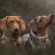 Zwei Dackel im Heidekraut mit gemusterten Halsbändern und Geschirren; der gescheckte Hund rechts schaut nach oben, der hellbraune Hund links ist teilweise verdeckt.