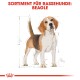 Illustration eines Beagle-Hundes mit Maßlinien, betitelt "SORTIMENT FÜR RASSEHUNDE: BEAGLE" in fettem roten Text.