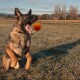 Ein verspielter Deutscher Schäferhund springt auf einem grasbewachsenen Feld, mit weit geöffnetem Maul, während er einen orangefarbenen Ball fängt.