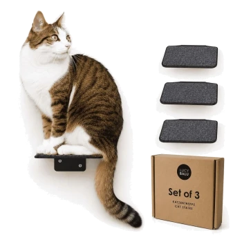 Eine getigerte Katze sitzt auf einem schwarzen wandmontierten Regal, schaut zur Seite, mit zwei weiteren Regalen, die darunter an einer weißen Wand sichtbar sind.