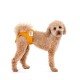 Ein flauschiger, hellbrauner Pudel, der eine leuchtend orangefarbene Hundewindel trägt, steht vor einem weißen Hintergrund und schaut neugierig in die Kamera.