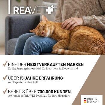 Eine flauschige braun-weiße Katze sitzt auf einem Baumstumpf neben einem weißen Behälter mit der Aufschrift 'REAVET BALLASTO VET CAT' für die Verdauung.