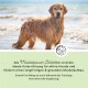 Ein Golden Retriever im flachen Strandwasser, der "Muskelpower Tabletten" für aktive Hunde und Muskelunterstützung bewirbt.