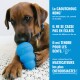 Chien brun mâchant un jouet KONG bleu ; panneau bleu montre le texte français « Le CAOUTCHOUC KONG... Il ne se casse pas en éclats ».