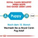 Royal Canin-Leitfaden für Möpse, der die Fütterungsphasen angibt: "Welpe" für 2 Monate, Übergang zu "Erwachsenen" nach 10 Monaten.