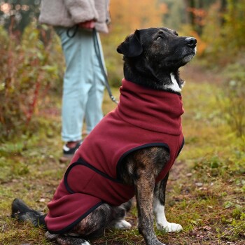 Gestromter Hund trägt einen roten Mantel und sitzt auf einem Waldweg, im Hintergrund hält eine Person seine Leine.