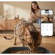 Bengal-Katze knabbert Trockenfutter aus einer Schale auf einem Holzboden; Einblendung auf dem Telefon zeigt die ZEDAR-App "Zedar A900" mit Futtersteuerung.