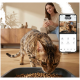 Bengal-Katze knabbert Trockenfutter aus einer Schale auf einem Holzboden; Einblendung auf dem Telefon zeigt die ZEDAR-App "Zedar A900" mit Futtersteuerung.