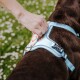 Eine Person passt ein hellblaues Hundegeschirr an einen braunen Hund an, mit einem grasbewachsenen Hintergrund, der mit weißen Blumen gesprenkelt ist.