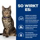 Eine selbstbewusste getigerte Katze mit einem blauen Halsband sitzt neben einem Text, der die Vorteile von Katzenfutter wie Gewichtsmanagement und Fettverbrennung hervorhebt.