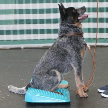 Eine blaue Hundetrainingsplattform mit einem sitzenden blauen Heeler-Hund, der ein braunes Halsband und eine Leine trägt, vor einem grün-weißen karierten Hintergrund.