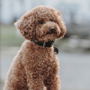 Ein flauschiger, hellbrauner Hund mit lockigem Fell und einem schwarzen Halsband sitzt aufmerksam und zeigt seine ausdrucksvollen Augen und verspielte Art.
