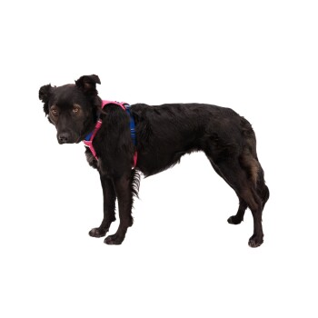 Ein schwarzer Hund mit einem pinken und blauen Geschirr steht vor einem weißen Hintergrund und schaut neugierig in die Kamera.