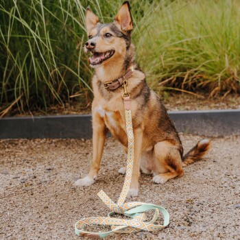 Ein glücklicher Hund, der auf Kies sitzt, mit einem braunen Halsband und einer kunstvoll gemusterten Leine mit mintgrünen und orangefarbenen Akzenten.