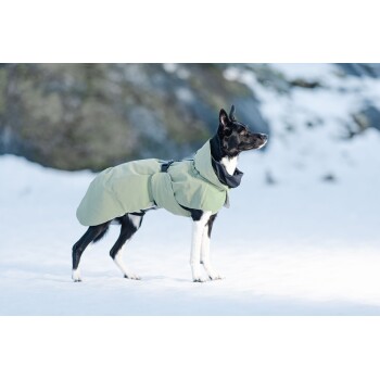Ein schwarz-weißer Hund, der einen hellgrünen Wintermantel und einen schwarzen Halswärmer trägt, steht im Schnee und schaut zur Seite.