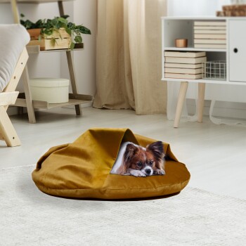 Ein kleiner braun-weißer Hund schaut aus einem gemütlichen, senfgelben Haustierbett in einem hellen, modernen Wohnzimmer.