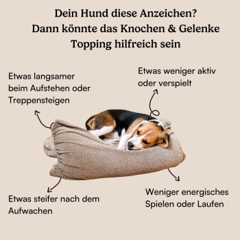 Hund auf einem beigen Hundebett, umgeben von Text, der Anzeichen für Gelenkprobleme beschreibt, wie langsames Aufstehen und weniger Aktivität.