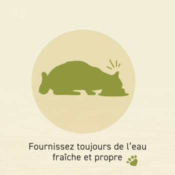 Silhouette d'un animal de compagnie au repos avec le texte "Fournissez toujours de l'eau fraîche et propre" en bas, soulignant l'hydratation.