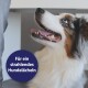 Nahaufnahme eines glücklichen Hundes, der nach oben schaut, mit einer Sprechblase, die sagt "Für ein strahlendes Hundelächeln."